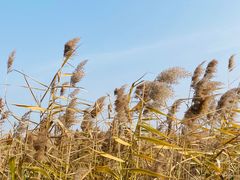 -盐城丹顶鹤湿地生态旅游区