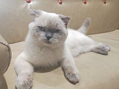 -藏猫猫咖啡主题馆(中央大道店)