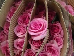 -三圣花乡旅游区