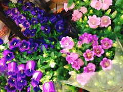 -双季花艺园艺市场(浦东店)