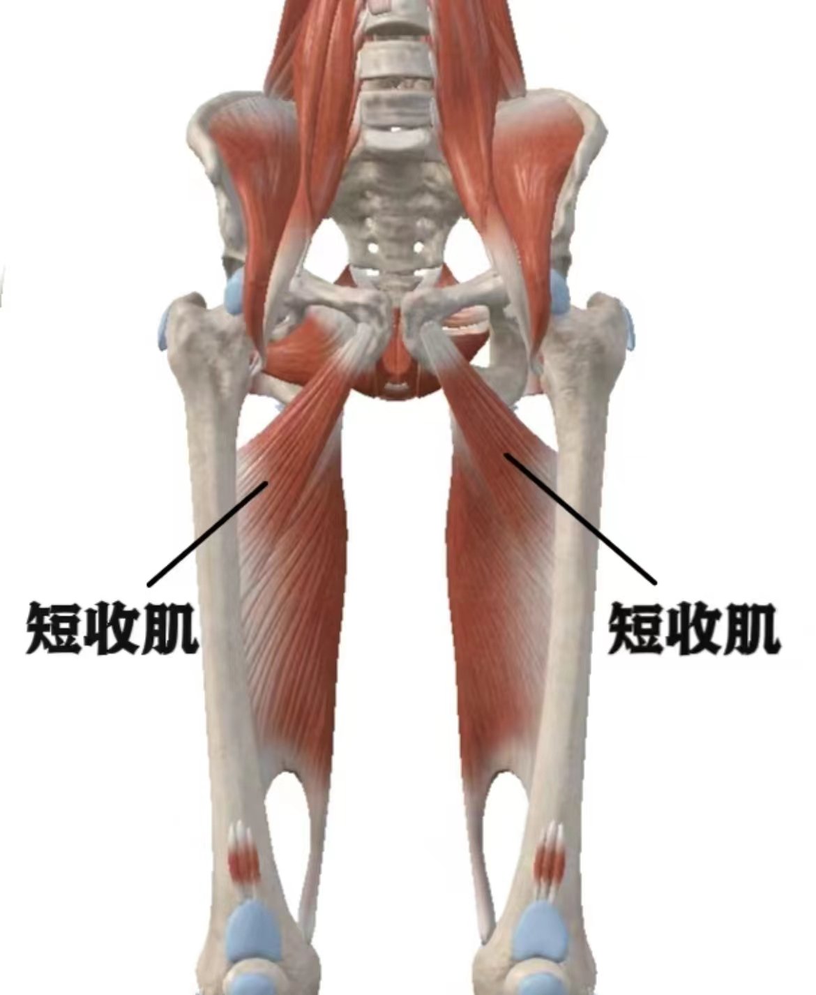 短收肌\\n属于大腿内侧群肌肉