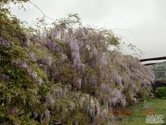 CIMG1647-苏州太湖西山岛开心农场