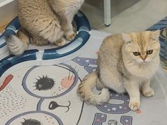-有喵·猫咖·狗咖·30几只猫10只小狗(岗厦店)