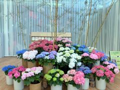 -上海鲜花港