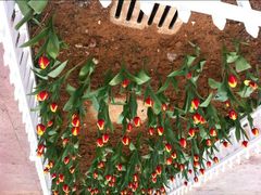 android_upload_pic-锦屏公园