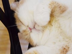 -滚猫咖啡·猫咖·猫友好撸猫(未来城店)