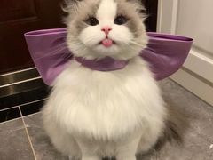 -爱侣宠医·鹦鹉专科·小型哺乳类·异宠专科(灵石路店)