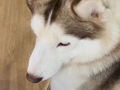 -Husky Go! 哈士奇体验馆·宠物咖啡厅狗咖