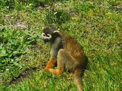 -大连森林动物园