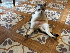 -猫猫幼稚园·撸猫·桌游·电玩
