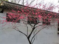 -秋霞圃