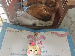 -心语宠物医院·急重症转诊中心·瑞辰华诺(南青路店)