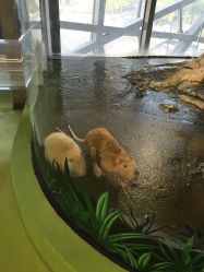 -七巧国萌宠乐园(龙湖天街店)