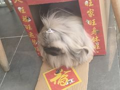 -萌兽医馆·眼科·异宠专科(三里屯店)