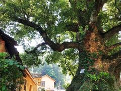 -杨家堂村