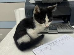 -中农国际动物医院24小时·猫科·骨科·急重症中心