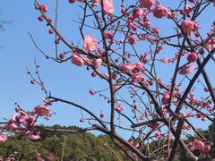 -小杨生煎(金山百联购物中心3楼店)