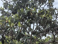 -塘栖枇杷特色园区