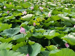 -梁鸿国家湿地公园