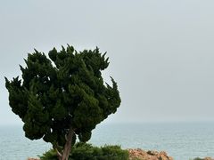 -小麦岛公园