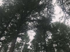 -塞罕坝国家级自然保护区