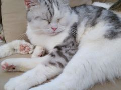 -怪兽屋·羊驼·猫咖·狗咖(俊华广场店)