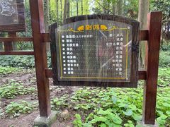 -东平国家森林公园