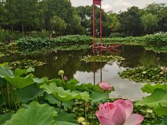 -陈家山荷花公园