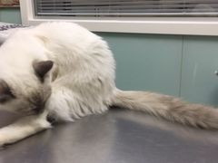 -纳吉亚猫专科动物医院博雅分院