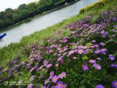 -上海鲜花港
