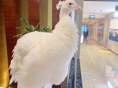-宁波九龙湖开元度假村