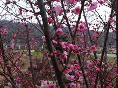 -龙寺生态园