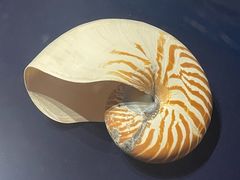 -青岛贝壳博物馆