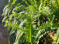 -国家植物园南园