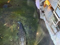 -迪拜水族馆及水下动物园