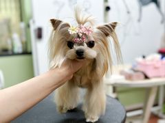 -鑫艺宠物美容培训学校