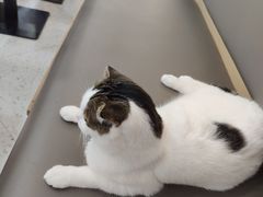 -喵园·猫主题咖啡厅·撸猫·猫咖(国贸店)