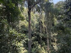 -西双版纳原始森林公园