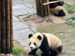 -中国大熊猫保护研究中心雅安碧峰峡基地