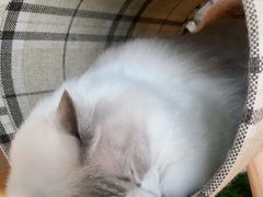 -瞄一喵猫咖(格力海岸店)