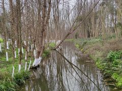 -桤木河湿地公园