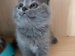 -喵zoo家庭繁育猫舍(尖东智能花园店)