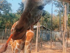 -清迈夜间动物园