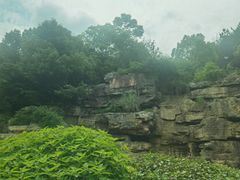 -铁山坪森林公园