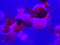 -北戴河圣蓝海洋公园