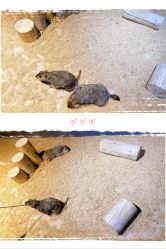 -酷嗒动物文化乐园(cutezoo西溪乐天城店)