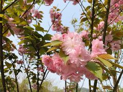 -铁山坪森林公园