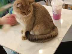 -飞行喵MR PILOT|猫舍·猫咖(静安大融城店)