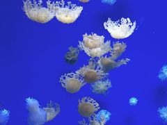 -芜湖新华联大白鲸海洋公园