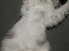 -荣耀金沙动物医院(清江西路店)